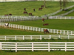 Thoroughbred Horses, Lexington, Kentucky